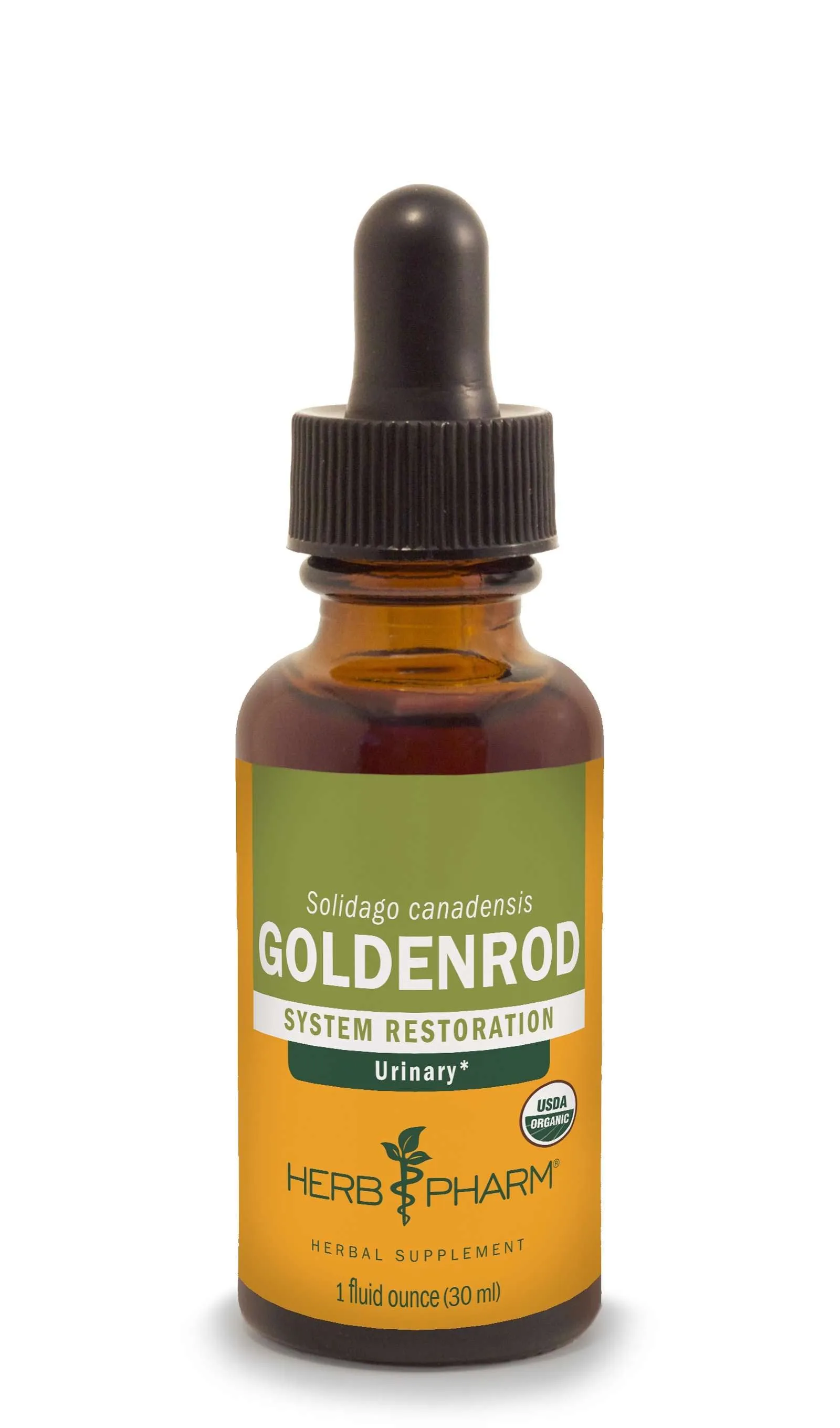 Goldenrod/Solidago canadensis