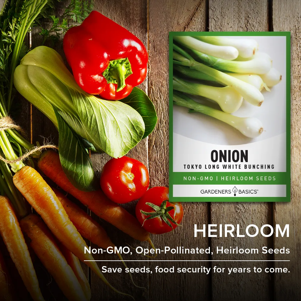 Tokyo Long White Bunching Onion Seeds